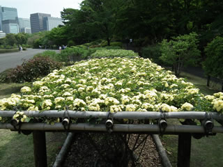 「バラの島のキモッコウばら」