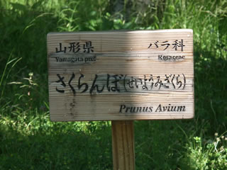 「サクランボ・佐藤錦」