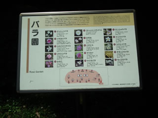 「バラの島のいろいろ」
