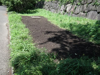 ヒマワリのスペース・レンゲソウ