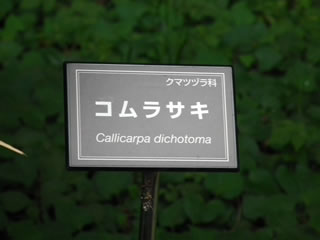 「コムラサキ」