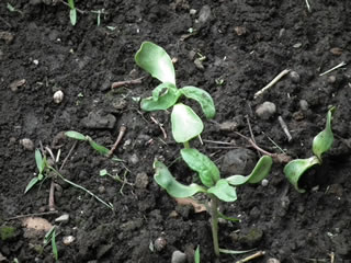 ヒマワリのスペース・レンゲソウ