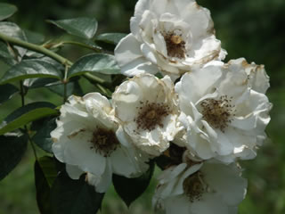 「バラの島のいろいろ」