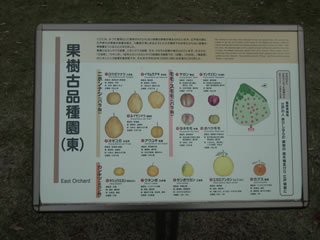 「果樹の古品種」