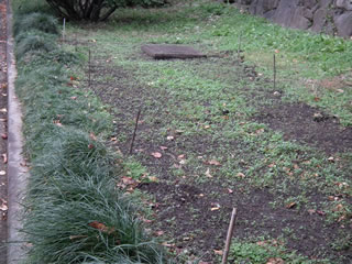 ヒマワリのスペース