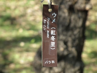 「梅：紅冬至」