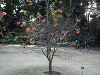 「果樹の古品種・柿・四溝」