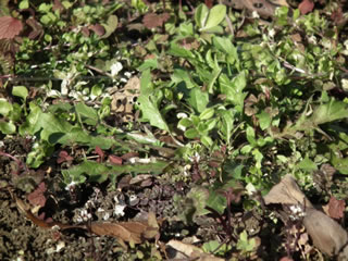 ヒマワリのスペース