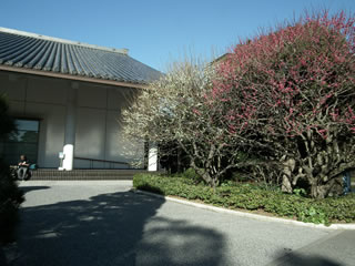 「梅・白加賀・鹿児島紅」