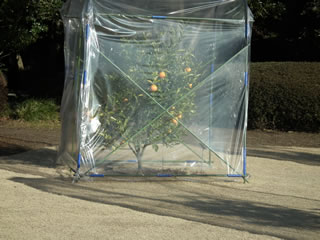 「果樹の古品種・カンキツ」