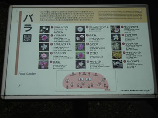 「バラの島・準備完了」