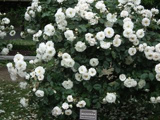 「バラの島・いろいろ」