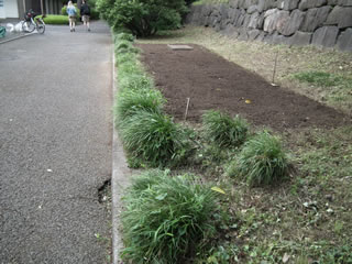 ヒマワリのスペース