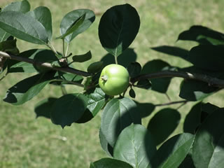 「リンゴ古品種」