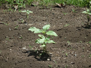 はるかのひまわり