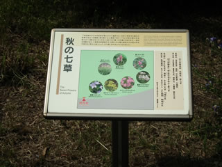 「秋の七草・鬼百合」