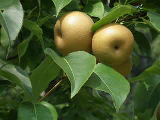 「果樹古品種」