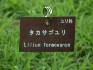 「キツネノカミソリ・タカサゴユリ」