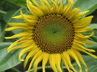 はるかのひまわり