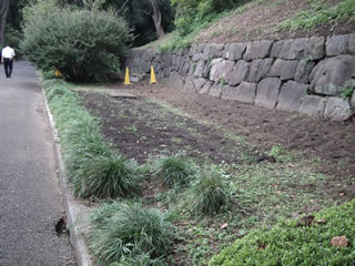 はるかのひまわり