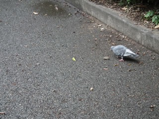 「カリン・ウメモドキ」