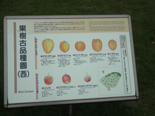 「果樹古品種・カキ」