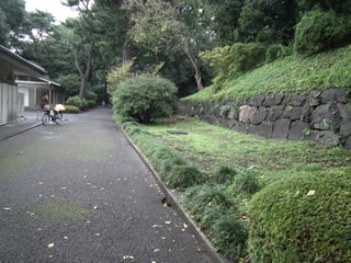 はるかのひまわり