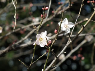 「ウメとサクラ」