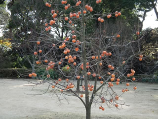 「果樹古品種・カキ」
