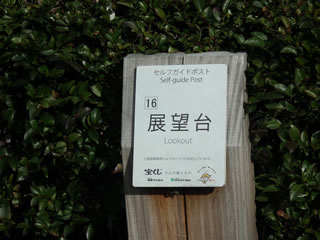 はるかのひまわり