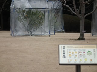 「果樹古品種園」