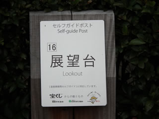 はるかのひまわり