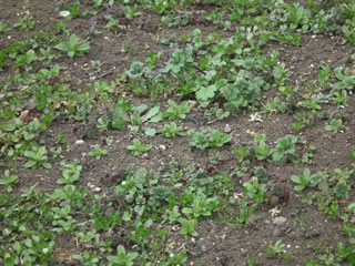 はるかのひまわり