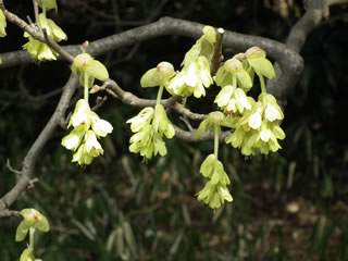 「トサミズキ・ヒュウガミズキなど」