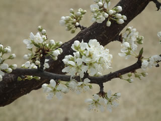 「果樹古品種園」
