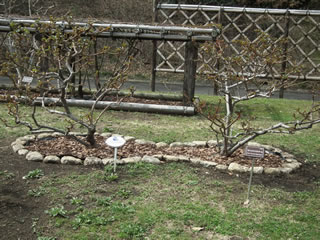 「バラの島・開花まえ」