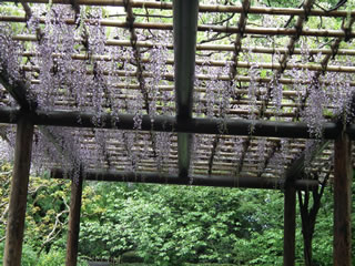 「フジ・アメリカヤマボウシなど」