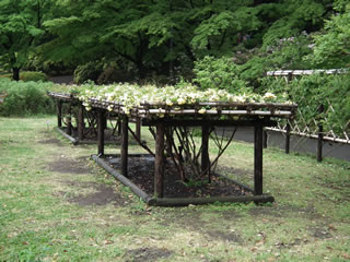「バラの島・キモッコウバラ」