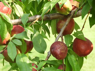 「果樹古品種園」