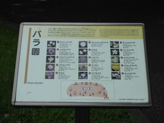 「バラの島・キモッコウバラ」