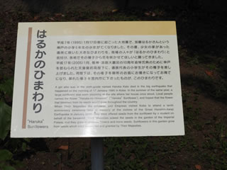 はるかのひまわり