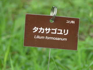 「タカサゴユリ」