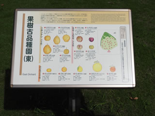 「果樹古品種園」
