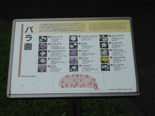 「バラの島・キモッコウバラ」