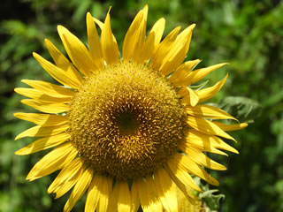 はるかのひまわり