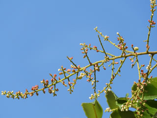 「ヌルデ・彼岸花」
