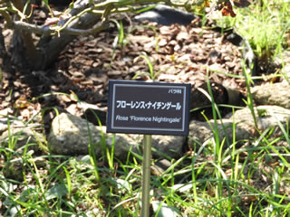 「バラの島・キモッコウバラ」