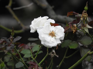 「バラの島・キモッコウバラ」