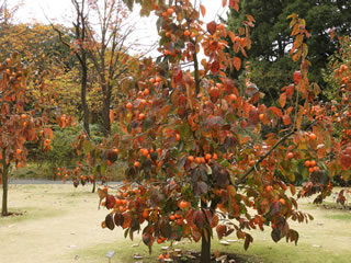 「果樹古品種園」