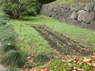 はるかのひまわり・シュウメイギク